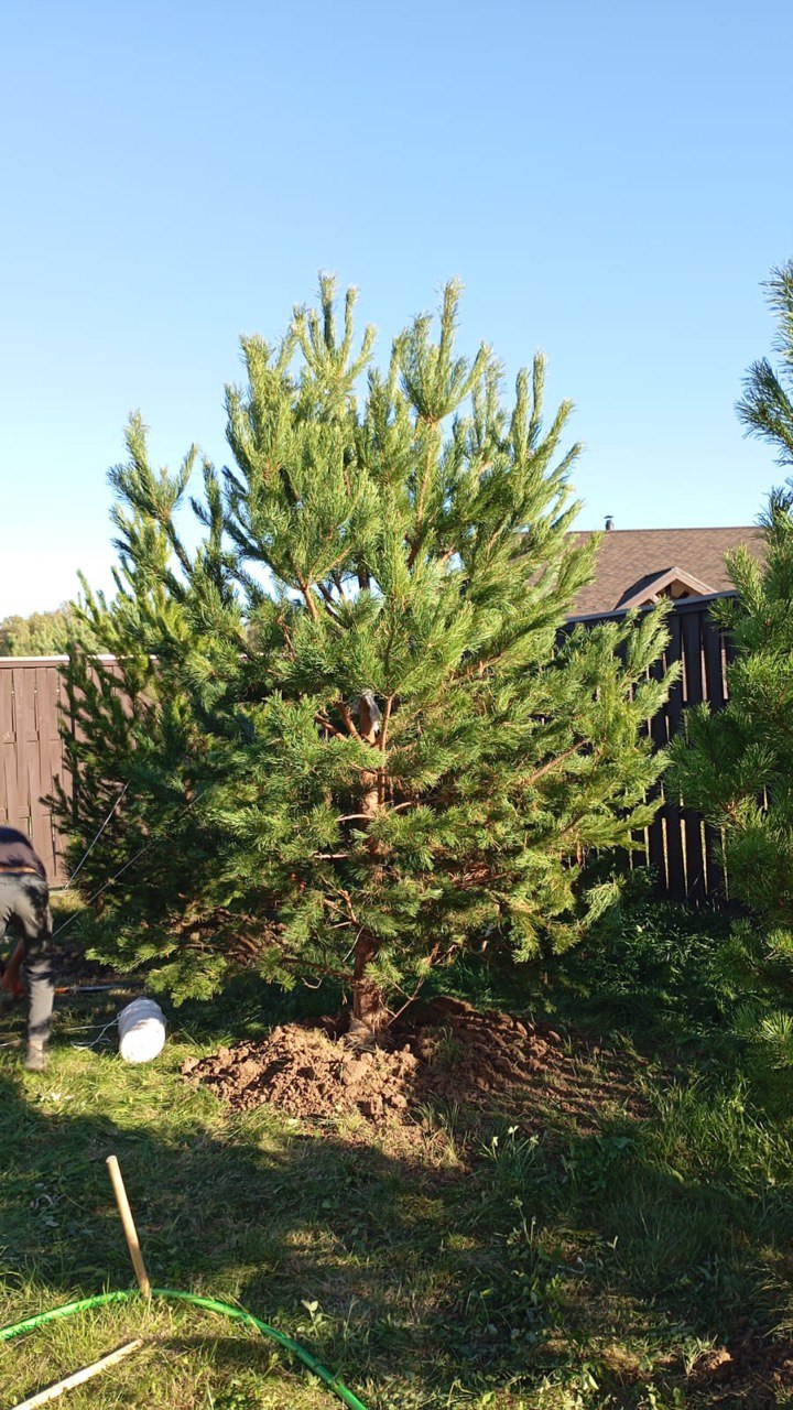 Сосна обыкновенная
Высота 4 – 5 метров